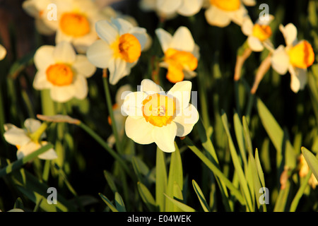 narcissus looking to sun Stock Photo