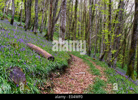 Path leading through a magical Bluebell wood in Cornwall Stock Photo