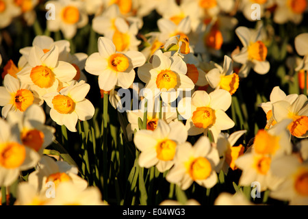 narcissus looking to sun Stock Photo