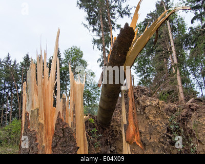 Storm damage. Traps trees in the wood anus a storm., Sturmschaden. Umgestuerzte Baeume im Wald nach einem Sturm. Stock Photo