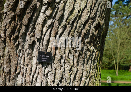 Close up of the bark of an old tree together with a sign showing it to be an English Oak, Quercus Robur Stock Photo