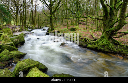 The River Fowey as it casades over moss covered rocks and boulders at Golitha Falls on the southern edge of Bodmin Moor Stock Photo