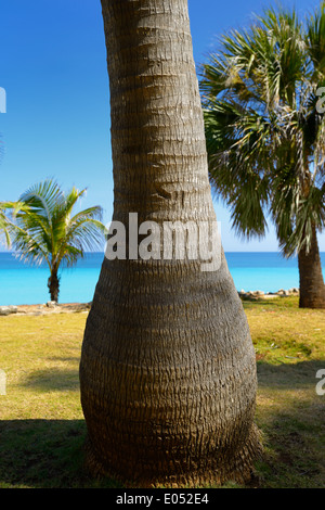Shapely coconut palm tree trunk on the shore of Varadero Matanzas Cuba resort turquoise water of Atlantic ocean Stock Photo