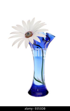 Single osteospermum flower in a fluted blue glass vase isolated against white Stock Photo