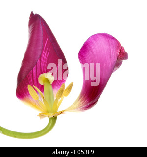 Tulip flower with wilting petals isolated against white Stock Photo