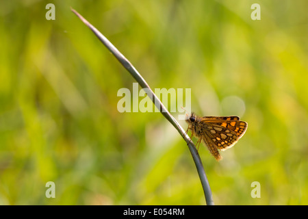 Closeup of a Chequered or Artic Skipper in the grass Stock Photo