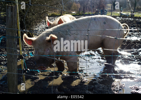 Stock photo of pigs standing in mud Stock Photo