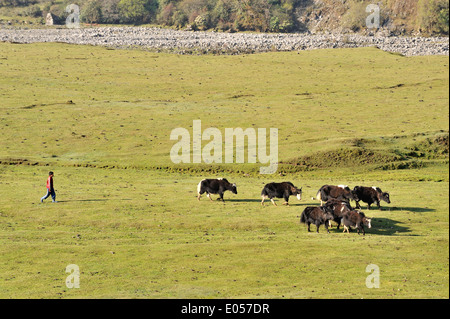 Herd of yaks, village of Sakteng on Merak Sakteng trek, Eastern Bhutan Stock Photo