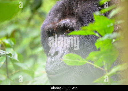 a male mountain gorilla or so called silverback in Bwindi National park in Uganda, Africa Stock Photo