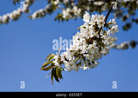 Tree in the spring with blossoms before blue sky, Baum im Fruehling mit Blueten vor blauem Himmel Stock Photo