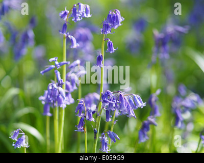 Close-up view of English bluebells (Hyacinthoides non ...