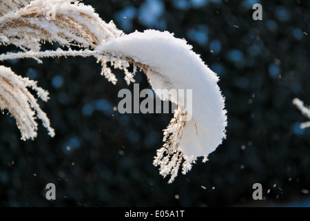 A scenery with hoarfrost, frost and snow on tree in winter., Eine Landschaft mit Raureif, Frost und Schnee auf Baum im Winter. Stock Photo
