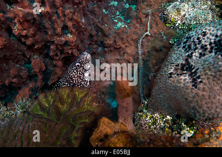 A spotted moray eel peeks from his hiding place amid the reef in Roatan, Honduras. Stock Photo