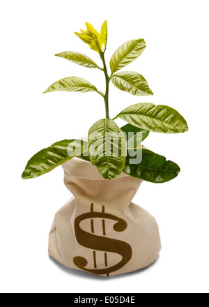 Tree growing out of money bank bag isolated on white. Stock Photo
