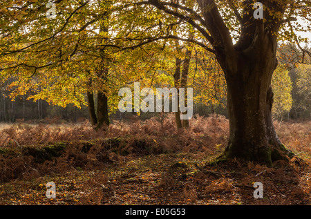 Beech Trees in The New Forest National Park, Hampshire, England, UK Stock Photo