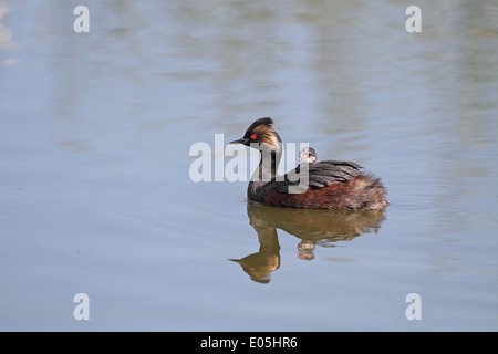 Eared (Black-necked) Grebe, Podiceps nigricollis, adult with chick on back Stock Photo