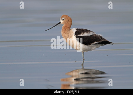 American Avocet, Recurvirostra americana, roosting with leg raised ...