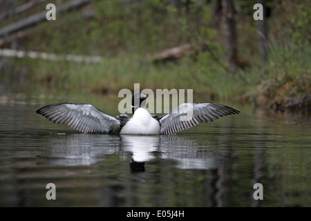 Common Loon (Great Northern Diver) Gavia immer, wing stretch Stock Photo