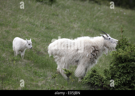 Mountain Goat, Oreamnos americanus, adult feeding with kid in attendance Stock Photo