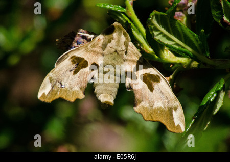 A Lime Hawk Moth (Mimas tiliae) resting on a bush. Stock Photo