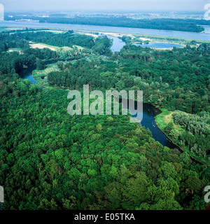 Aerial view of alluvial forest and Rhine river Alsace France Europe Stock Photo