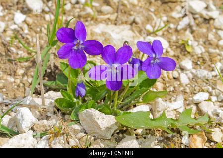 Hairy Violets (Viola hirta) Stock Photo