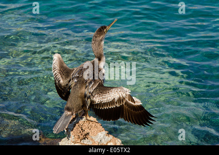 Cormorant sunning itself on a rock. Stock Photo