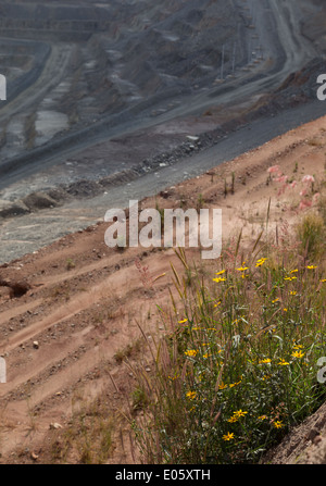 Mexican sunflowers grow on the crest of a large, open cast mine. Stock Photo