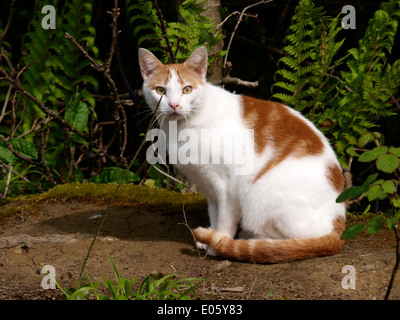 Ginger and white cat sat on a woodland path, Cornwall, UK Stock Photo