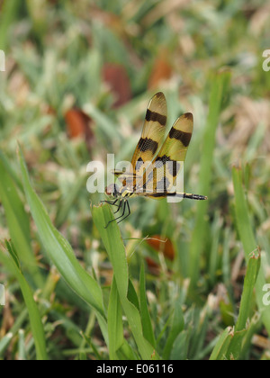 Halloween Pennant Dragonfly hanging onto a blade of grass. Stock Photo