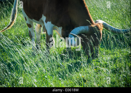 Texas Longhorn bull backlit by the sun at Taylor Ranch near Asheville, North Carolina. Stock Photo