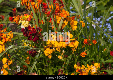 Wallflowers Erysimum Spring flowering Uk Flowers Stock Photo