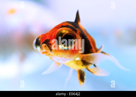Young Telescope Goldfish Fry About Eight Weeks Old Stock Photo