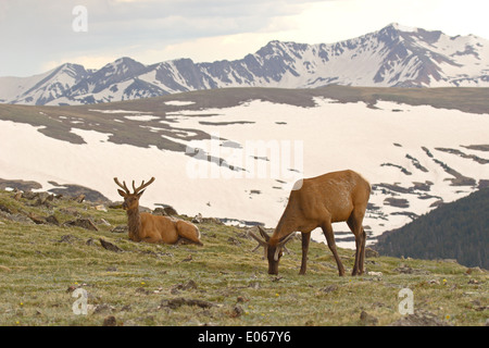 A pair of Elk bulls high in the Rocky Mountains of Colorado. Stock Photo
