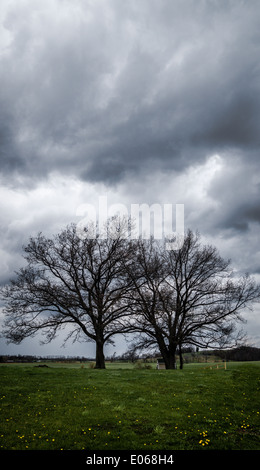 Two trees in a field below a dark, stormy sky. Stock Photo