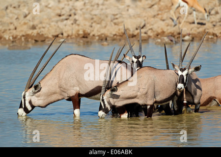 Gemsbok antelopes (Oryx gazella) drinking water, Etosha National Park, Namibia Stock Photo