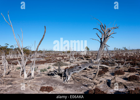 Trees on the edge of a salt lake, near Hyden, West Australia, killed by the salt. Stock Photo