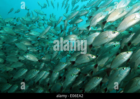 School of Spottail Grunts (Haemulon Maculicauda), Caño Island, Costa Rica Stock Photo