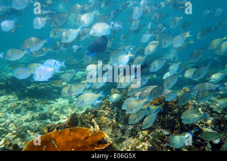 Shoal of reef fish swim over corals in the Caribbean sea Stock Photo