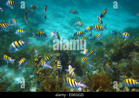 Underwater fish shoal, sergeant major fish Abudefduf saxatilis, Caribbean sea Stock Photo
