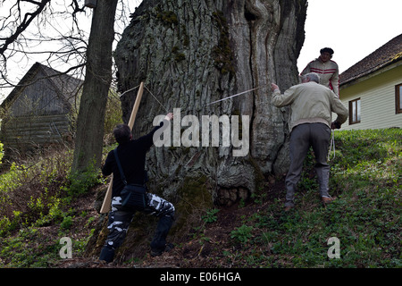 Naturalists documenting facts about big oak tree Quercus robur in Vidzeme Latvia Stock Photo