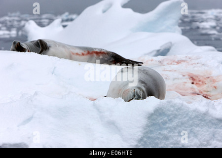 two crabeater seals lying on iceberg Fournier Bay Antarctica Stock Photo
