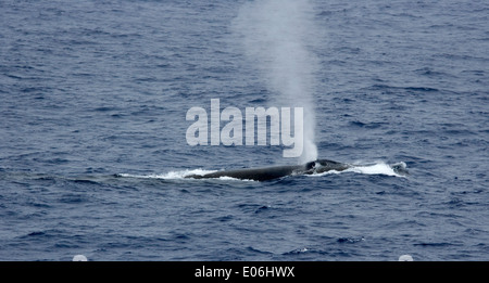 blue whale breathing and surfacing in the drake passage Stock Photo