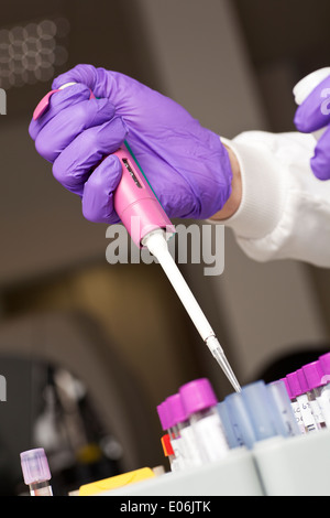 Pipetting - preparation of biological sample Stock Photo
