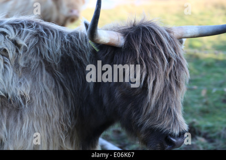 Highland cow,Isle,Mull,Scotland, Stock Photo