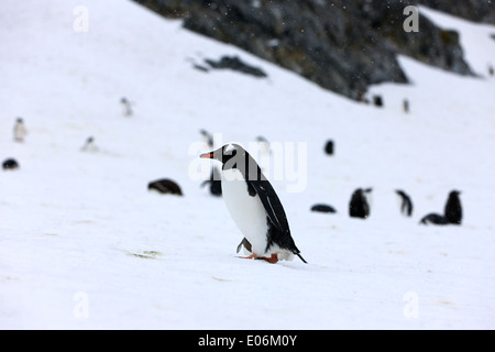 gentoo penguin walking uphill in gentoo penguin colony on cuverville island antarctica Stock Photo