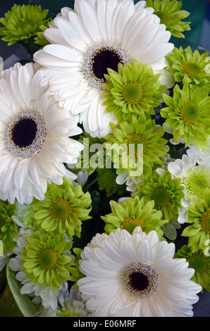 Beautiful green and white gerber flowers on display Stock Photo