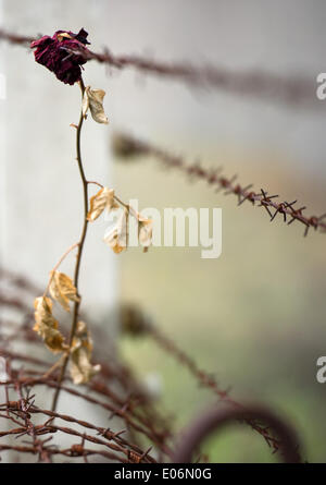 Oranienburg, Germany. 04th May, 2014. A wilted rose hangs in the barbed wire during the ceremony to mark the 69th anniversary of the liberation of Sachsenhausen and Ravensbrueck concentration camps in Oranienburg, Germany, 04 May 2014. The pupils want to turn a former prisoner of war camp into a memorial. The 69th anniversary of the liberation is celebrated on 04 May 2014. Photo: DANIEL NAUPOLD/dpa/Alamy Live News Stock Photo