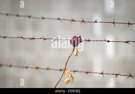 Oranienburg, Germany. 04th May, 2014. A wilted rose hangs in the barbed wire during the ceremony to mark the 69th anniversary of the liberation of Sachsenhausen and Ravensbrueck concentration camps in Oranienburg, Germany, 04 May 2014. The pupils want to turn a former prisoner of war camp into a memorial. The 69th anniversary of the liberation is celebrated on 04 May 2014. Photo: DANIEL NAUPOLD/dpa/Alamy Live News Stock Photo