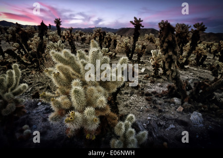 the Cholla Garden in Joshua Tree National Park, California, USA Stock Photo